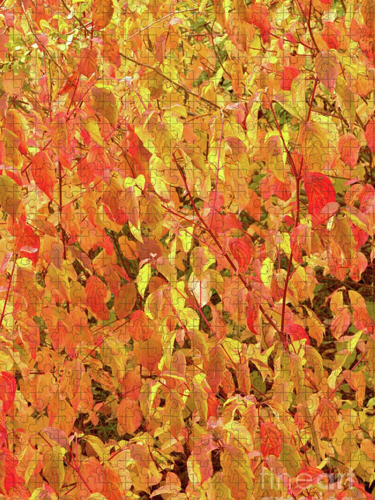 Nature Jigsaw Puzzle featuring the photograph Autumn Abstract by Baggieoldboy