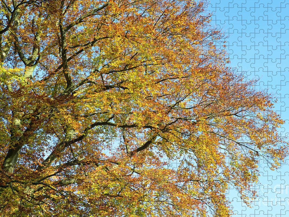 Beech Tree Jigsaw Puzzle featuring the photograph Autumn Beech Tree Canopy in the Cotswolds by Tim Gainey