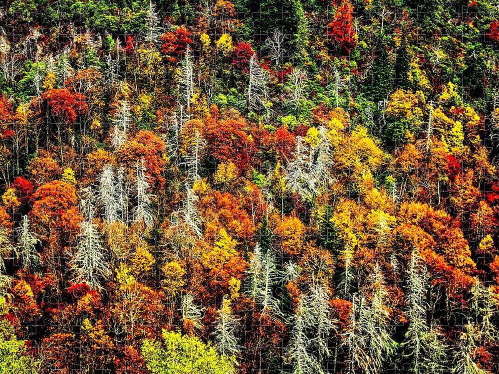 Autumn Jigsaw Puzzle featuring the photograph Autumn Diversity by Allen Nice-Webb