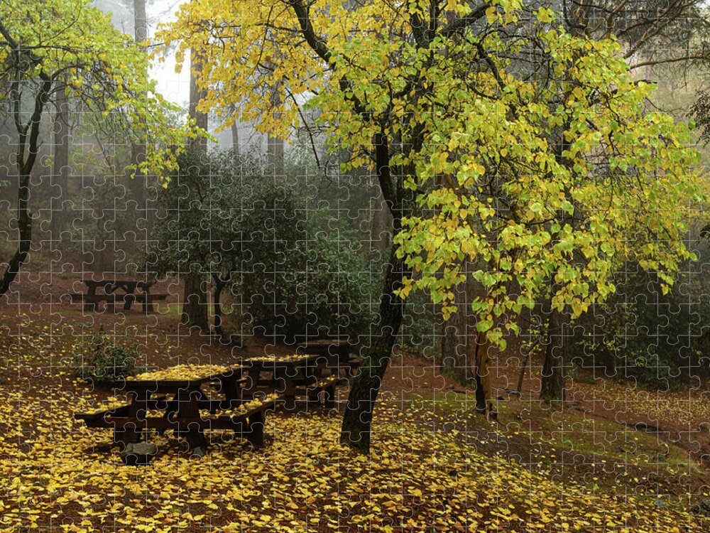 Autumn Jigsaw Puzzle featuring the photograph Autumn landscape with trees and yellow leaves on the ground after rain by Michalakis Ppalis