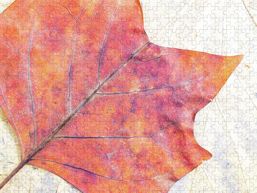 Autumn Jigsaw Puzzle featuring the photograph Autumn leaves composition by Viktor Wallon-Hars