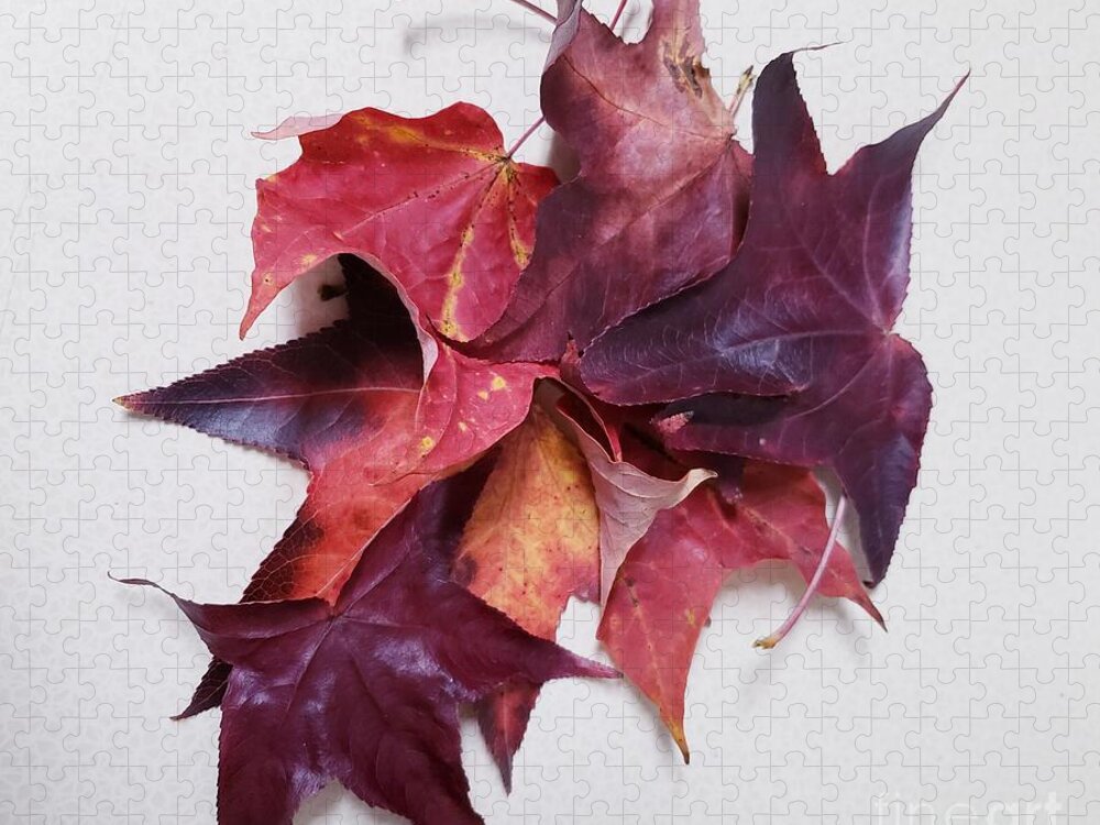 Leaves From My Evening Walk Jigsaw Puzzle featuring the painting The Splendor of Autumn Leaves by Margaret Welsh Willowsilk