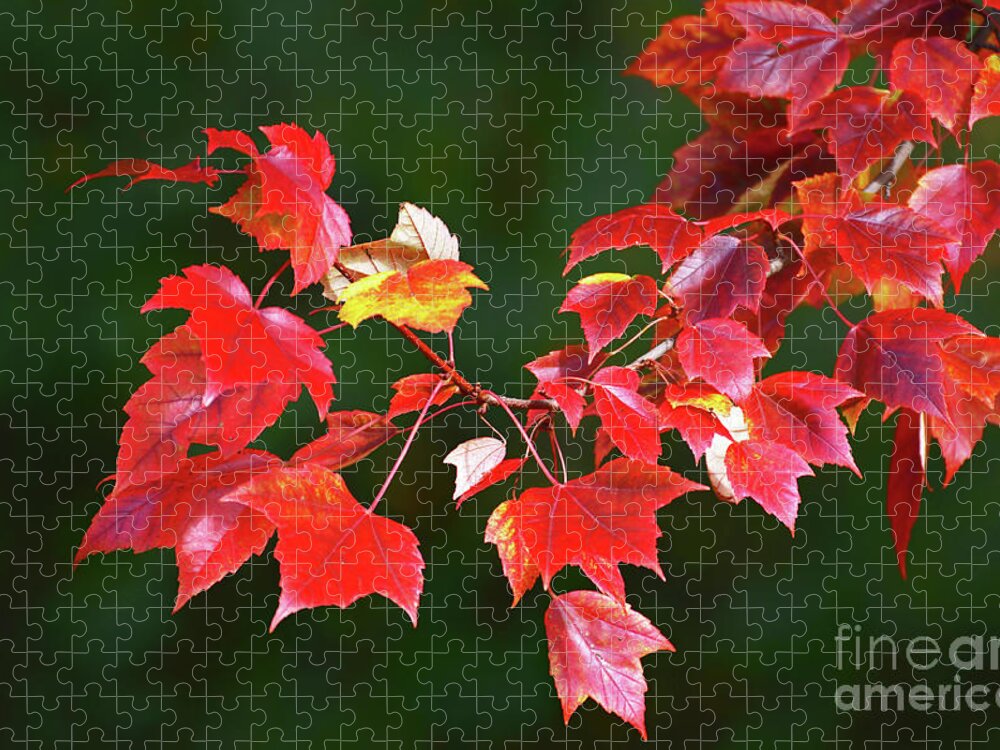  Autumn Jigsaw Puzzle featuring the photograph Autumn Leaves by Rodney Campbell