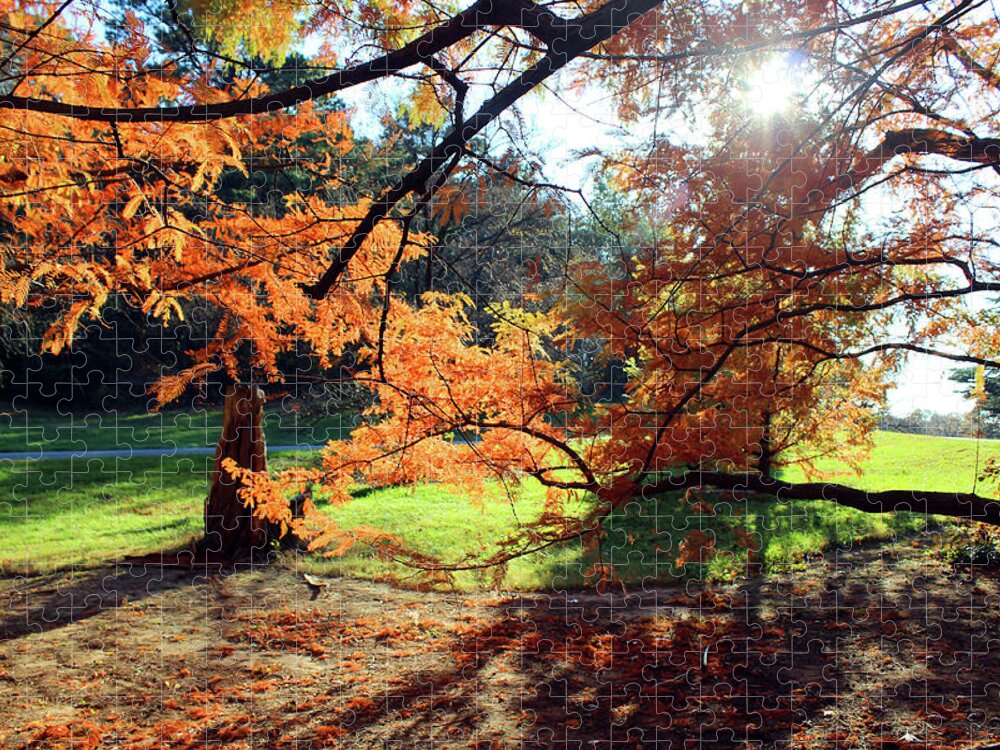 Autumn Jigsaw Puzzle featuring the photograph Autumn Light by Carolyn Stagger Cokley