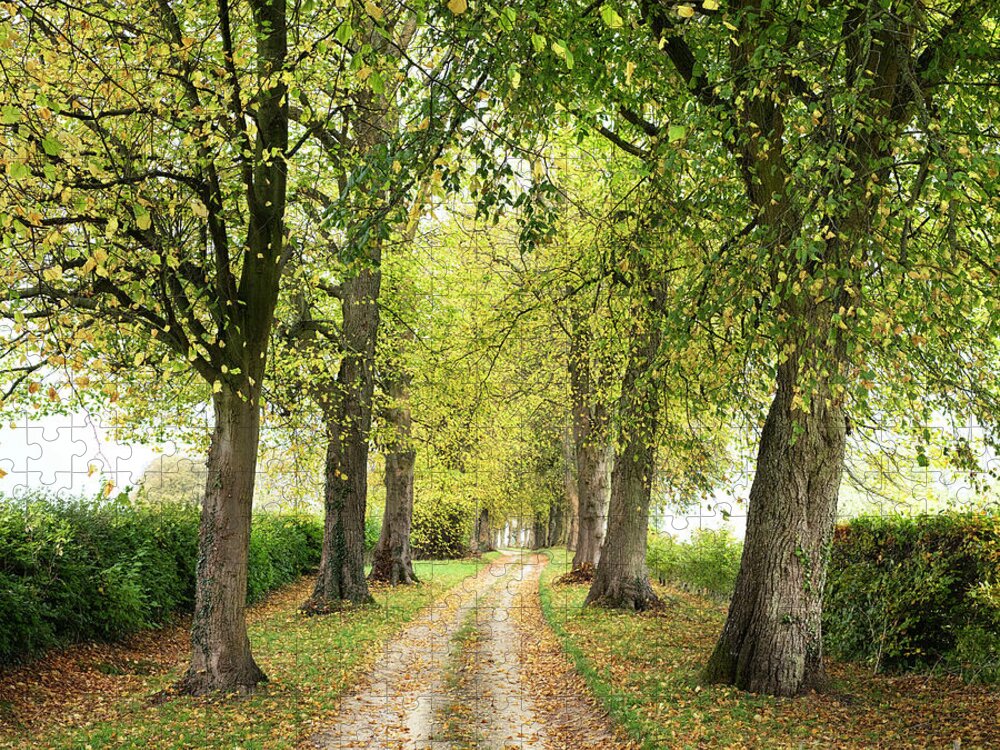 Trees Jigsaw Puzzle featuring the photograph Autumn Lime Tree Avenue in the Cotswold Countryside by Tim Gainey