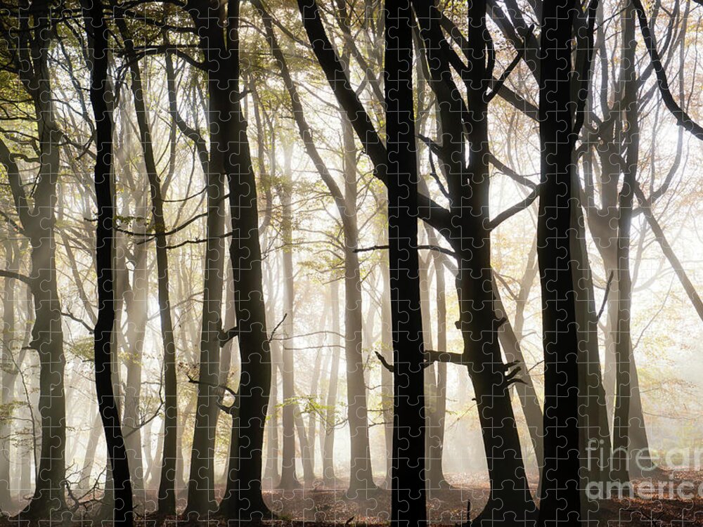 Beech Trees Jigsaw Puzzle featuring the photograph Autumn Mist by Tim Gainey