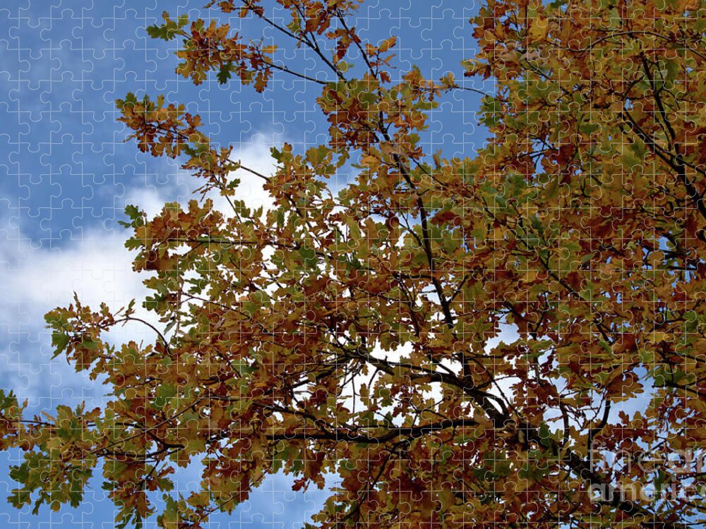 Autumn Jigsaw Puzzle featuring the photograph Autumn oak foliage by Stephen Melia