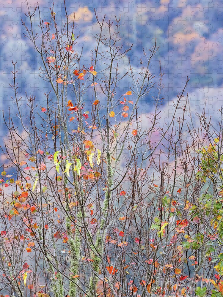 Autumn Jigsaw Puzzle featuring the photograph Autumn Palette by Doug Sturgess