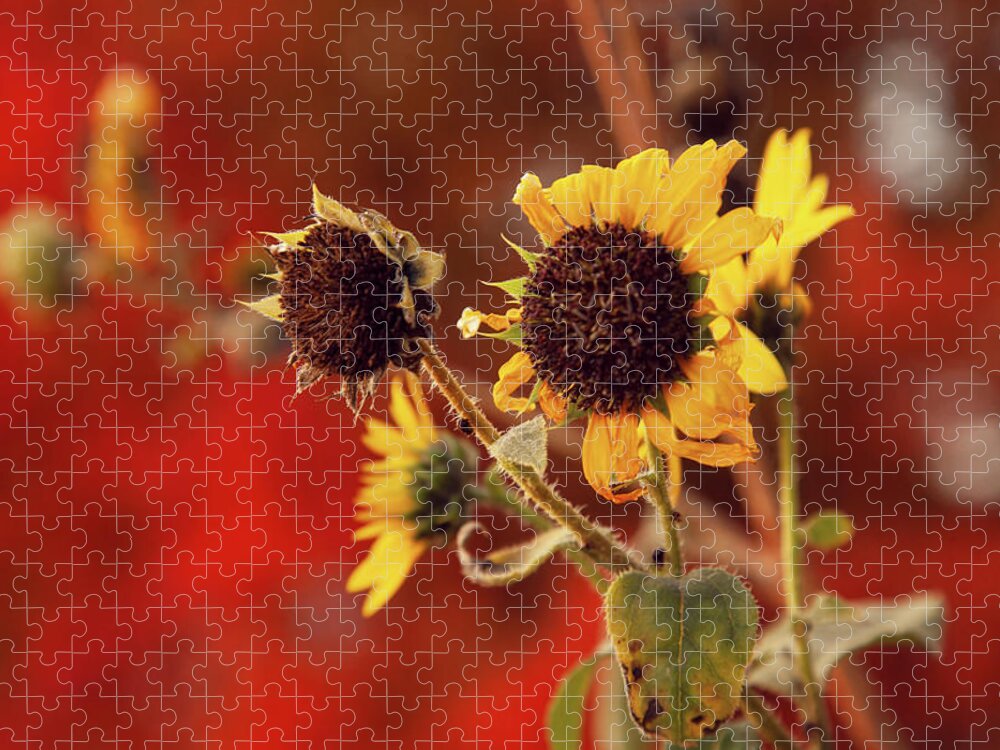 Autumn Jigsaw Puzzle featuring the photograph Autumn Sunflowers by Toni Hopper