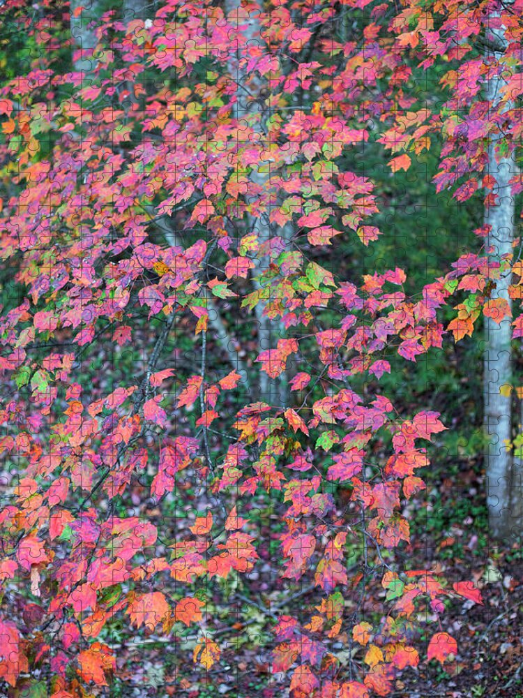 North America Jigsaw Puzzle featuring the photograph Autumn White Poplar Leaves by Charles Floyd