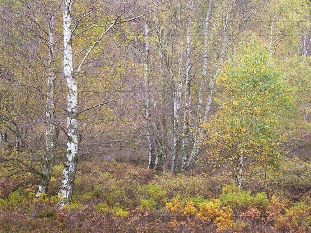 Autumn Jigsaw Puzzle featuring the photograph Autumn with bilberries, bracken and silver birch trees by Anita Nicholson