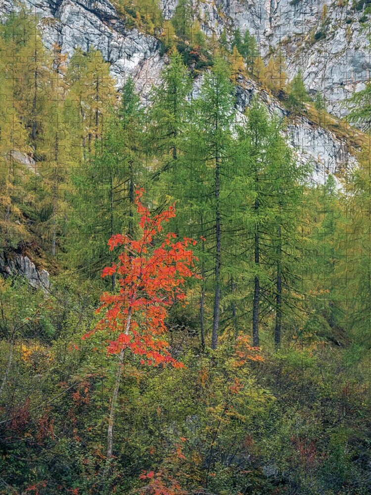 Berchtesgaden Jigsaw Puzzle featuring the photograph Autumnal Fraxinus by Alexander Kunz
