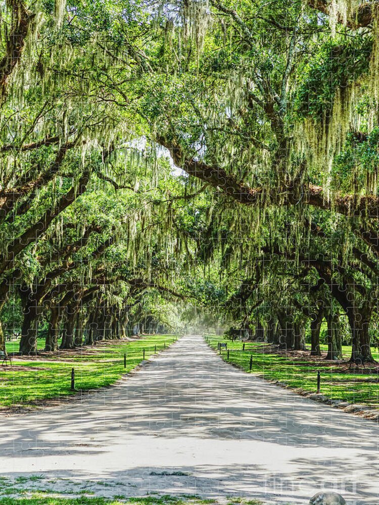 Avenue Of Oaks Jigsaw Puzzle featuring the photograph Avenue Of Oaks by Jennifer White