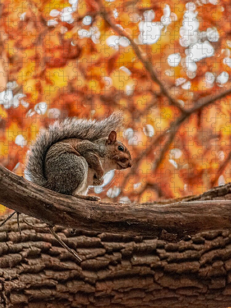 Squirrel Jigsaw Puzzle featuring the photograph Awaiting winter by Rick Nelson