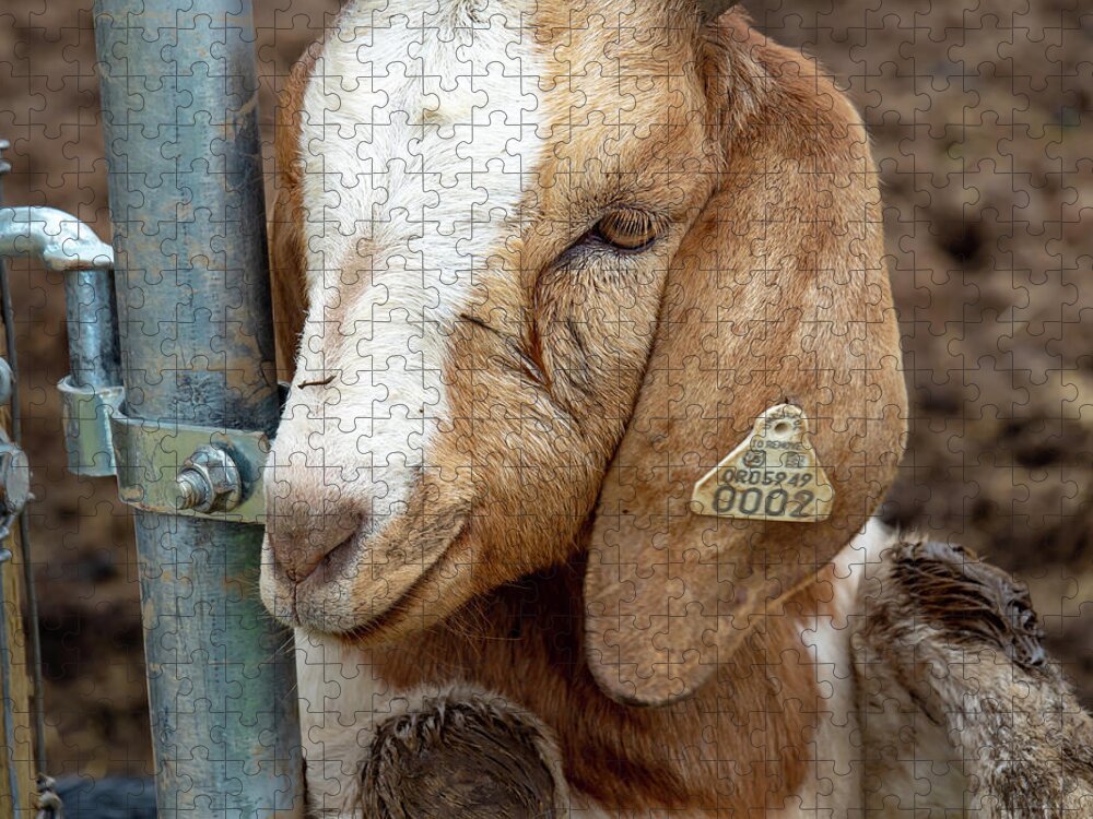 Goat Jigsaw Puzzle featuring the photograph Awwww by Leslie Struxness