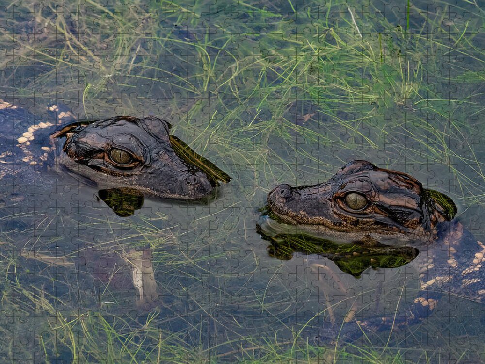 Aligator Jigsaw Puzzle featuring the photograph Baby Aligatots by Larry Marshall