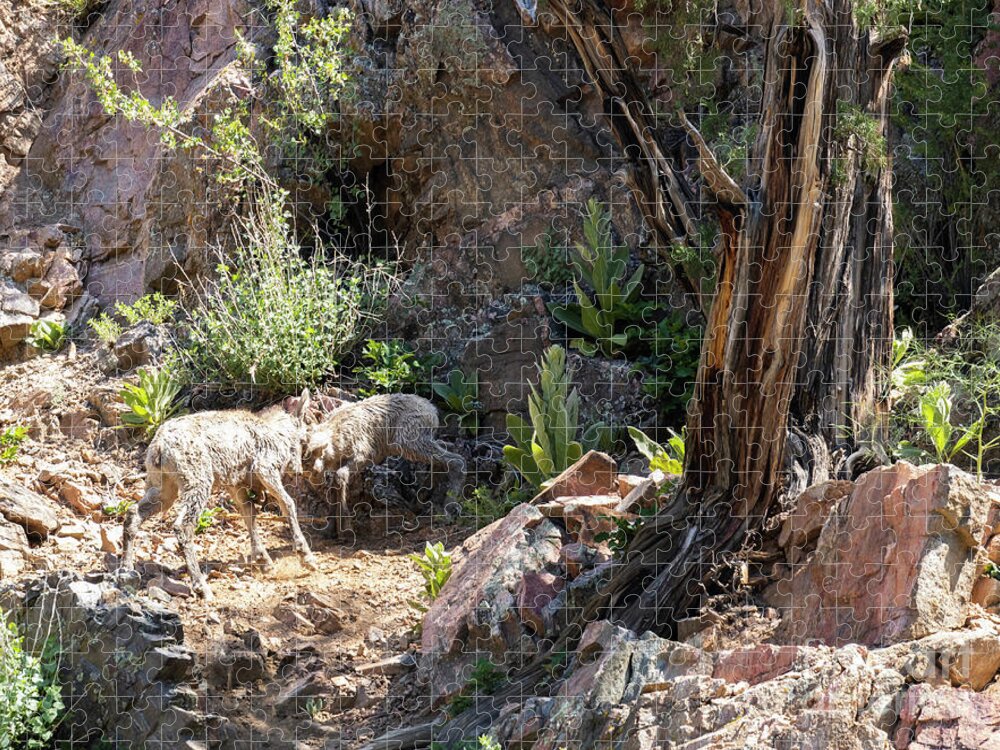 Bighorn Sheep Jigsaw Puzzle featuring the photograph Baby Bighorns Dueling by Steven Krull