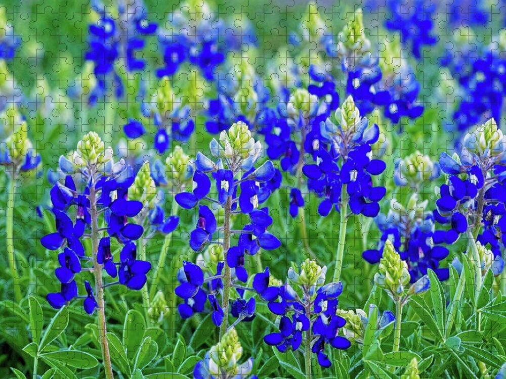 Texas Bluebonnets Jigsaw Puzzle featuring the photograph Baby Bluebonnets by Lynn Bauer