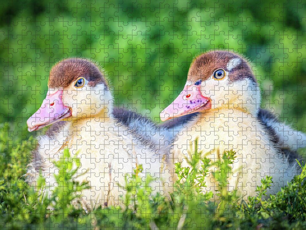 Ready Jigsaw Puzzle featuring the photograph Baby Ducks Ready For Play time by Jordan Hill
