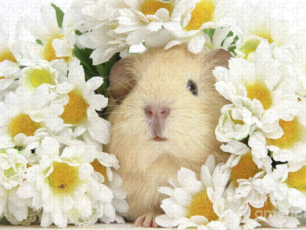 Guinea Pig Jigsaw Puzzle featuring the photograph Baby Guinea among Flowers by Warren Photographic