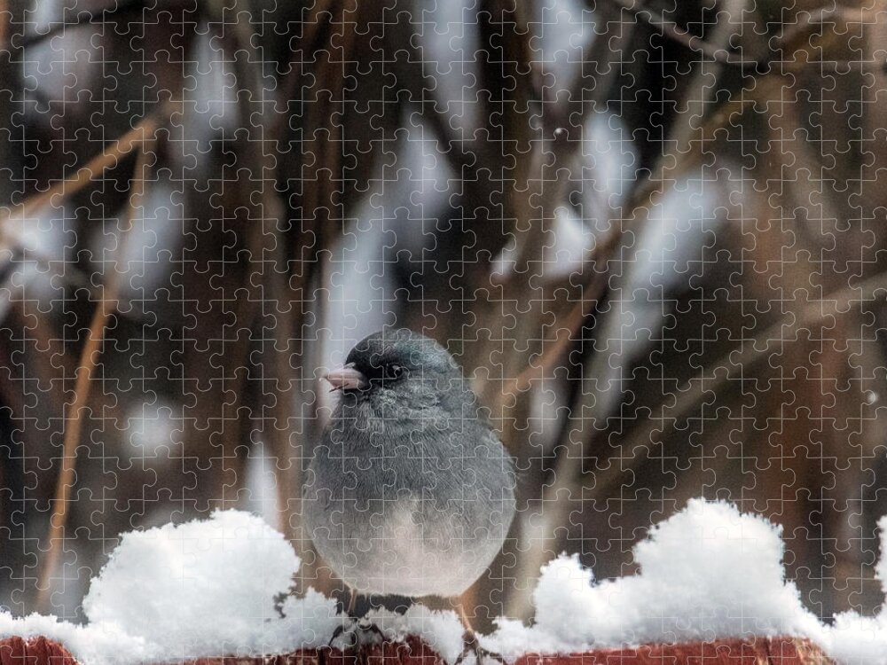 Junco Jigsaw Puzzle featuring the photograph Baby, it's Cold Outside by Laura Putman