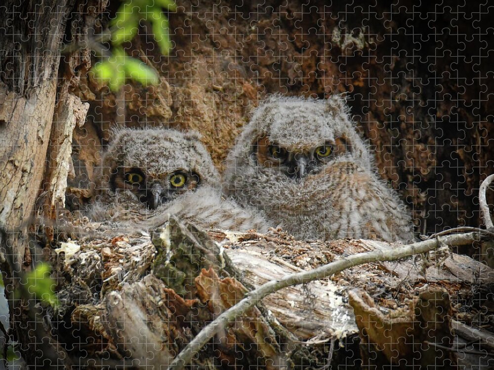 Baby Owls Jigsaw Puzzle featuring the photograph Baby Owls by Michelle Wittensoldner