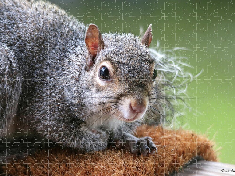 Squirrels Jigsaw Puzzle featuring the photograph Bad Hair Day But I'm Still Cute by Trina Ansel
