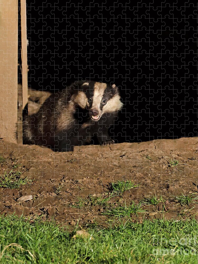 European Badger Jigsaw Puzzle featuring the photograph Badger by Louise Heusinkveld