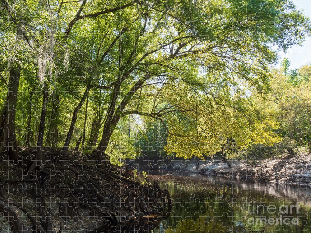 Bald Cypress Tree Jigsaw Puzzle featuring the photograph Bald Cypress Trees Along the Withlacoochee River by L Bosco