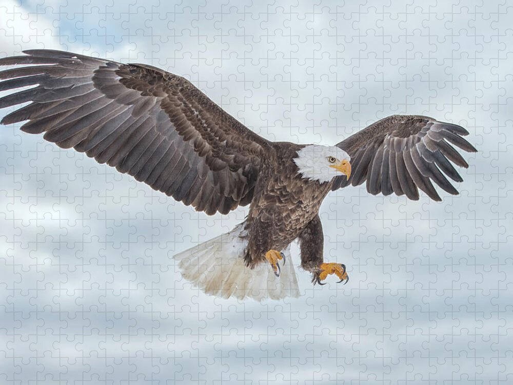 Eagle Jigsaw Puzzle featuring the photograph Bald Eagle Blue Sky by CR Courson