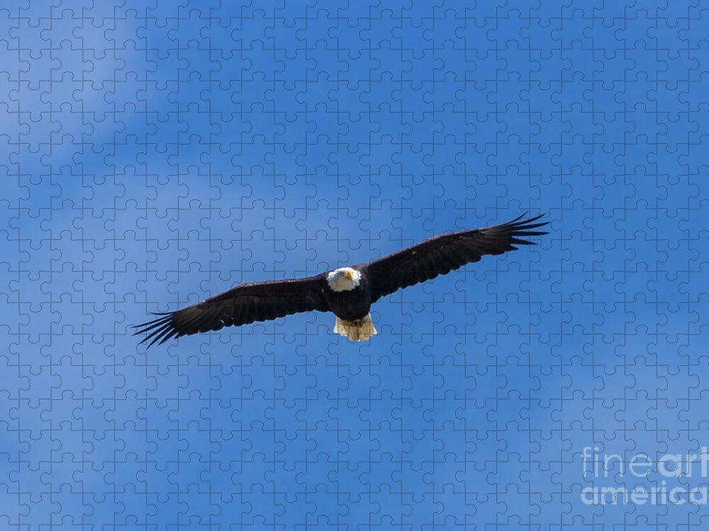 Bald Eagle Jigsaw Puzzle featuring the photograph Bald Eagle in Majestic Flight by Steven Krull