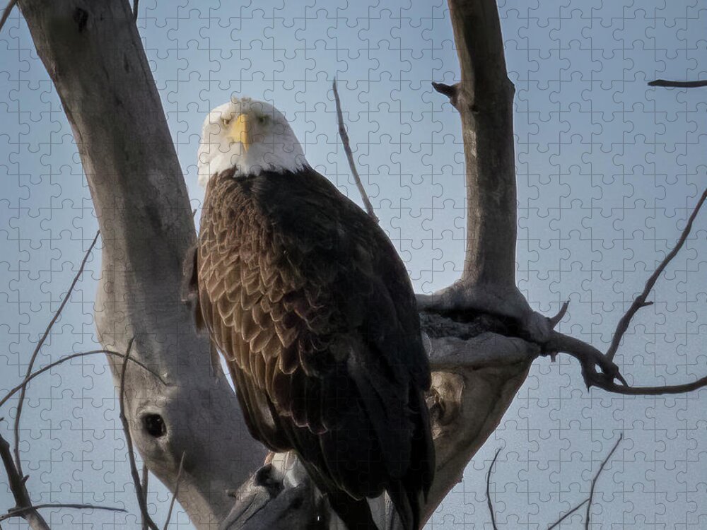 Bald Eagle Jigsaw Puzzle featuring the photograph Bald Eagle by Laura Terriere