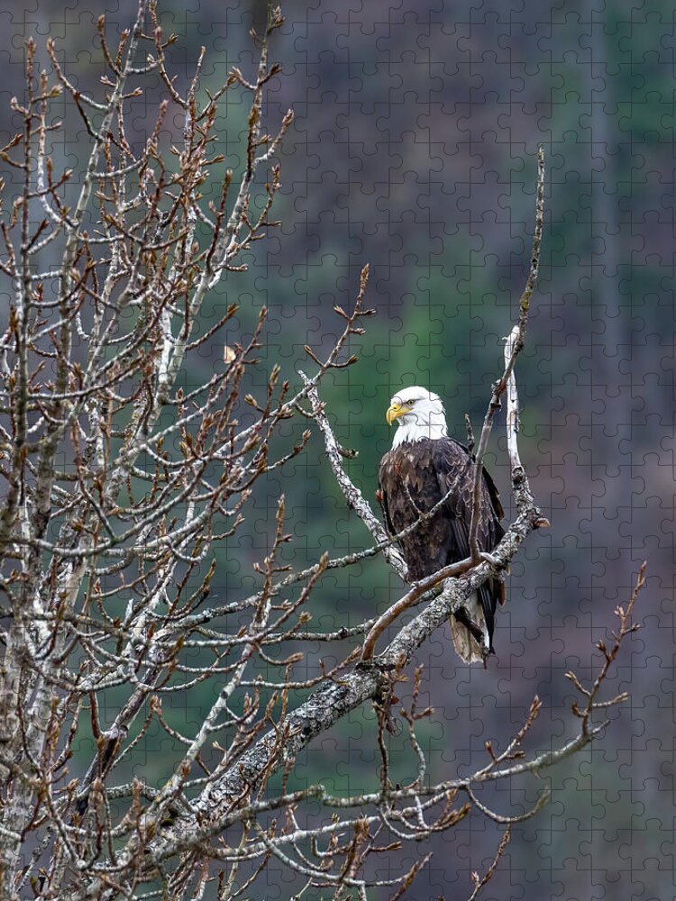 Bald Eagle Profile Jigsaw Puzzle featuring the photograph Bald Eagle Profile by Jemmy Archer