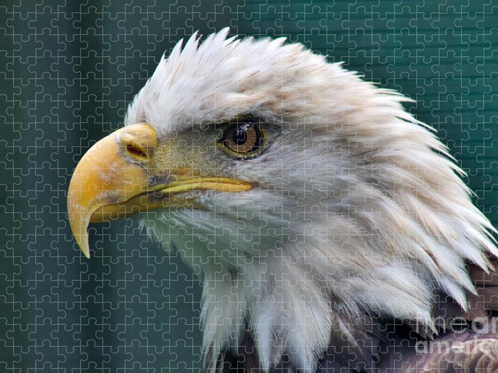 Bald Eagle Jigsaw Puzzle featuring the photograph Bald Eagle Stare by Yvonne M Smith