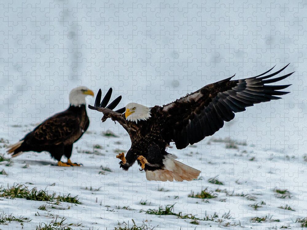 Bald Eagles Jigsaw Puzzle featuring the photograph Bald Eagles feeding by Patrick Boening