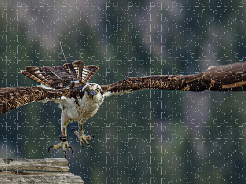 Birds Jigsaw Puzzle featuring the photograph Banded But Bold by Yeates Photography