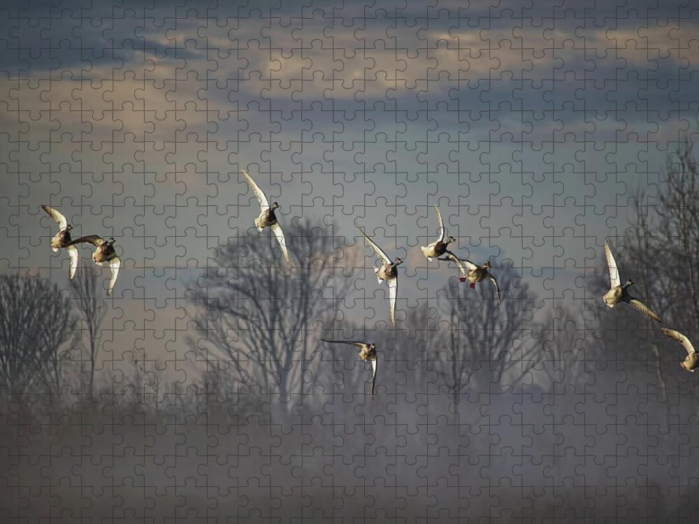 Waterfowl Jigsaw Puzzle featuring the photograph Banking Mallards by Dale Kauzlaric