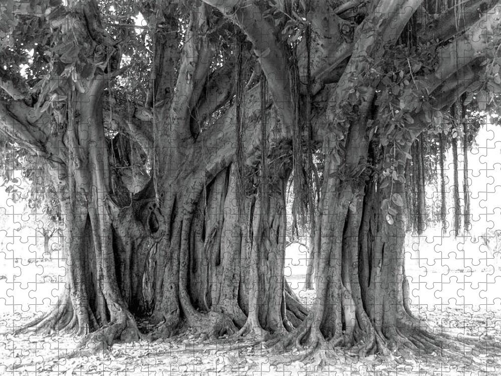 America Jigsaw Puzzle featuring the photograph Banyan Tree in St Pete by James C Richardson