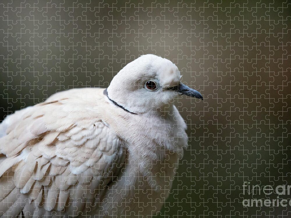 Barbary Dove Jigsaw Puzzle featuring the photograph Barbary Dove Portrait by Eva Lechner