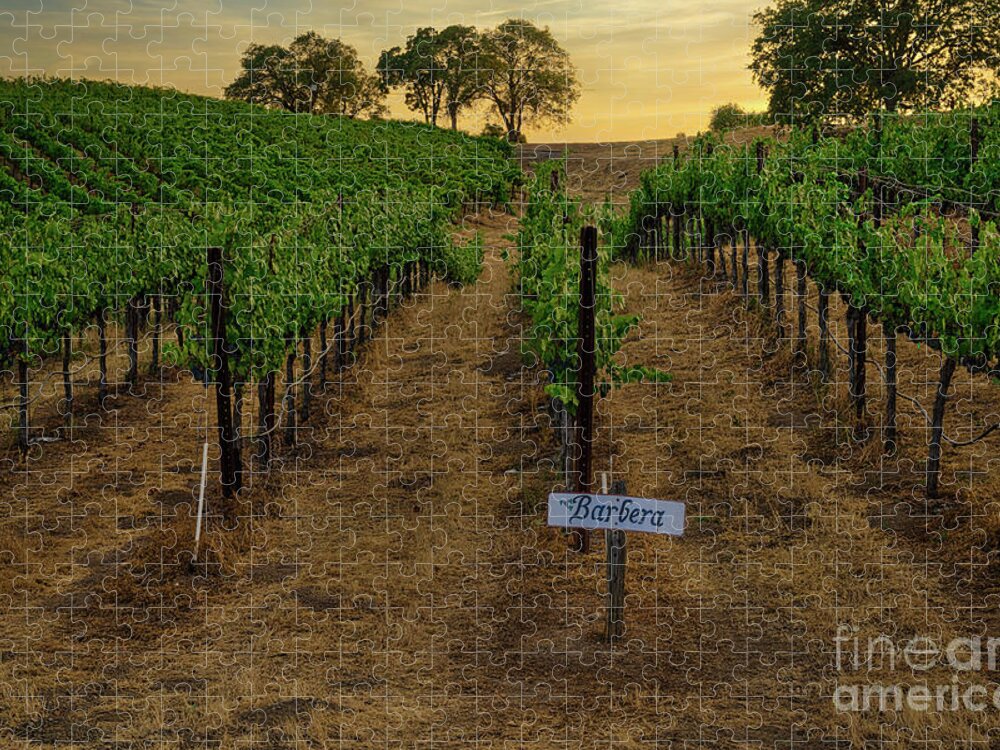 Barbera Jigsaw Puzzle featuring the photograph Barbera Grapes at Sunset by Abigail Diane Photography