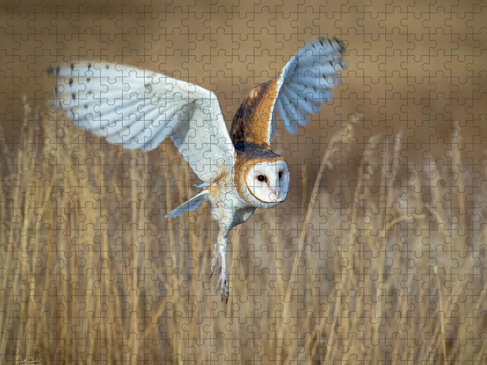 Barn Owl Jigsaw Puzzle featuring the photograph Barn Owl in Grass by Judi Dressler
