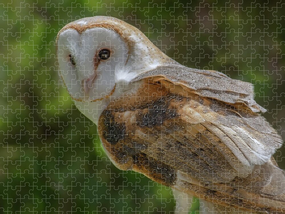 Barn Owl Jigsaw Puzzle featuring the photograph Barn Owl by Yeates Photography