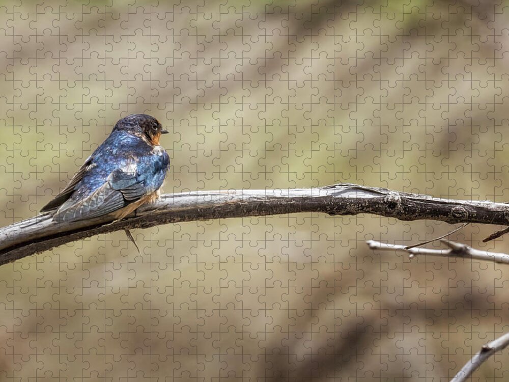 Barn Swallow Jigsaw Puzzle featuring the photograph Barn Swallow on a Branch by Belinda Greb