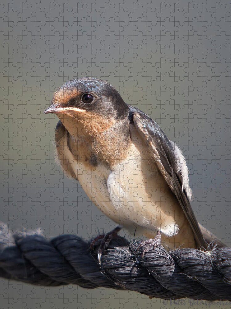 Barn Swallow Jigsaw Puzzle featuring the photograph Barn Swallow on Rope I by Patti Deters