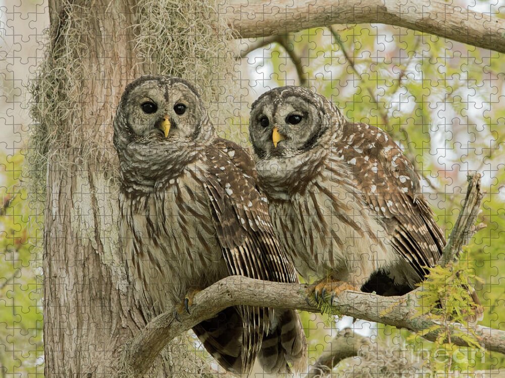 Ron Bielefeld Jigsaw Puzzle featuring the photograph Barred Owl Pair by Ron Bielefeld