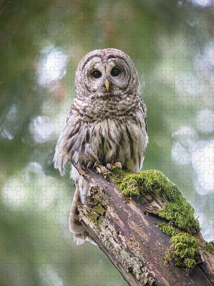 Barred Owl Jigsaw Puzzle featuring the photograph Barred Owl Stare by Michael Rauwolf