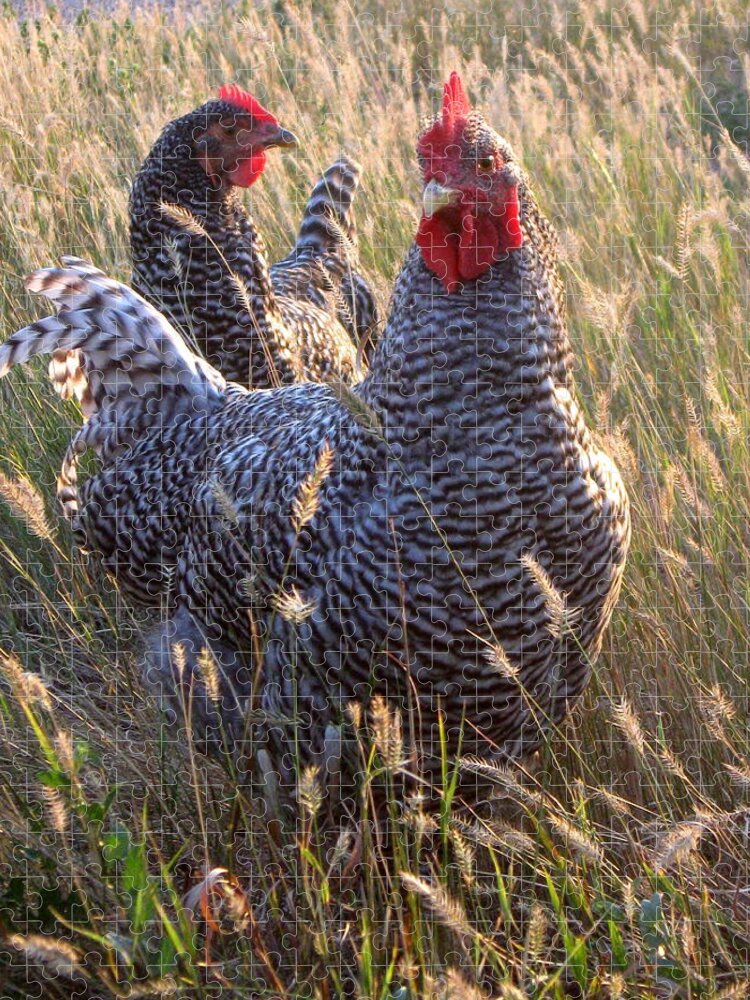 Rooster Jigsaw Puzzle featuring the photograph Barred Rock Rooster and Hen by Katie Keenan