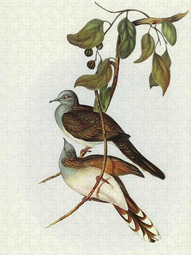 Barred-shouldered Ground Dove Jigsaw Puzzle featuring the drawing Barred-shouldered Ground Dove, Geopelia humeralis by John Gould