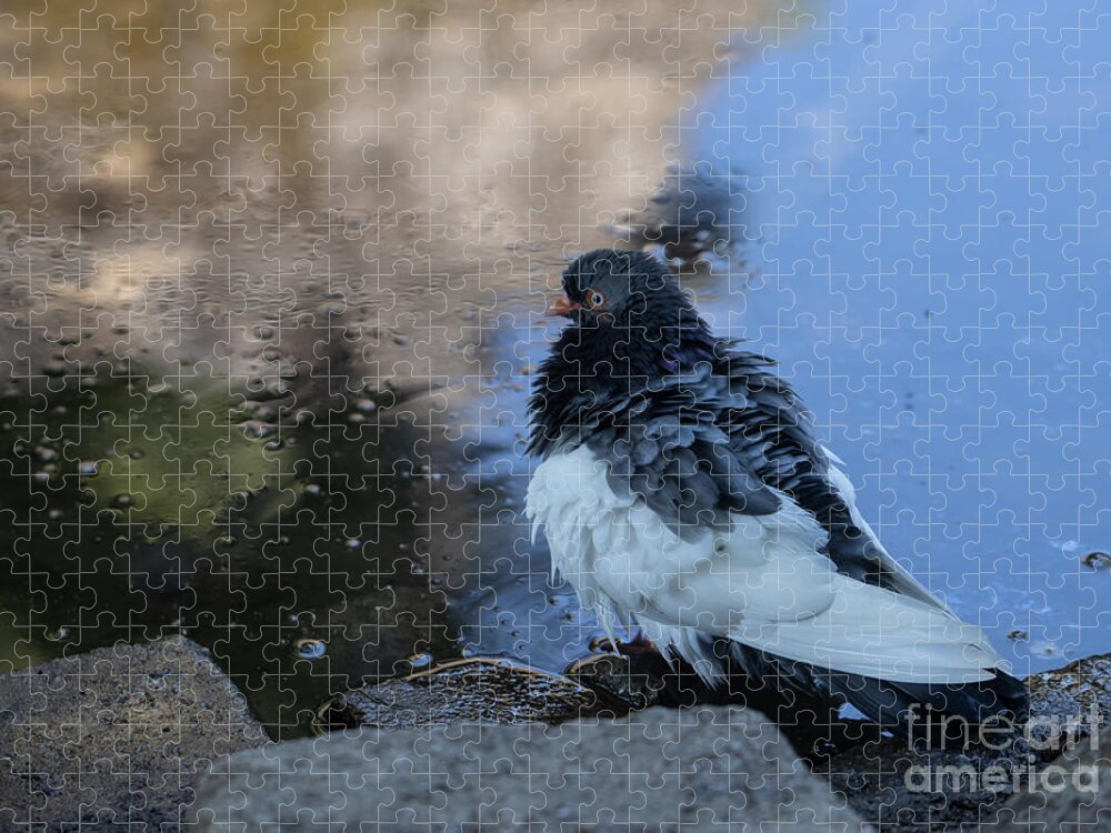 Fancy Pigeon Jigsaw Puzzle featuring the photograph Bathing by Eva Lechner