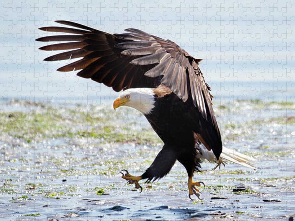 Nature Jigsaw Puzzle featuring the photograph Beach Comber - Bald Eagle by Belen Bilgic Schneider